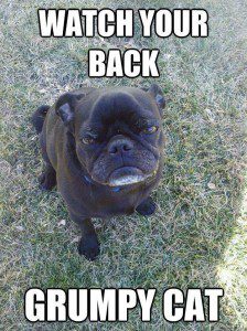 Doug gulleson, www.douggulleson.com, diving doug, dougs corner, doug’s corner, doug’s dive corner, dougs dive corner, Phoenix, Arizona, Phoenix Arizona, Gilbert, Chandler, East Valley, TCK, MK, dog, dogs, cat, cats, pet, pets, Arizona, top dog, grumpy cat, 