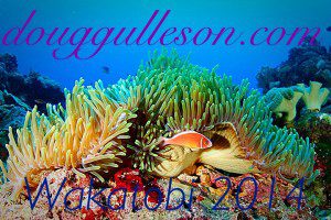 A great clownfish picture I took